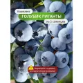Комплект голубики Гиганты, морозостойкий, многолетнее, 2 штуки