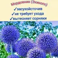 Мордовник (Эхинопс) семена 1 кг медонос, сидират для сада/ пасеки, premium