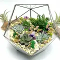 Флорариум с суккулентами Лесная сказка Икосаэдр 18 см