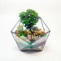 Бонсай Мирсина Африканская с озером во флорариуме Икосаэдр 18см Ø21см