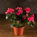 Азалия индика малиновая 25/12