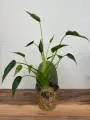 Алоказия Фикусин Тини Дансер, в горшке, 30см, нецветущее, зеленый
