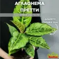 Аглаонема Шартрез Претти (Aglaonema Chartreuse Pretty) D12см, домашний цветок