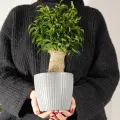 Домашний фикус бенджамина в стильном кашпо