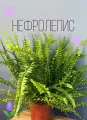 Нефролепис (Nephrolépis) 12см